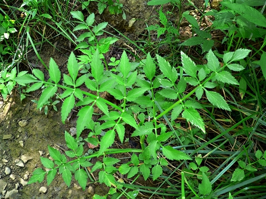 {Oenanthe javanica}